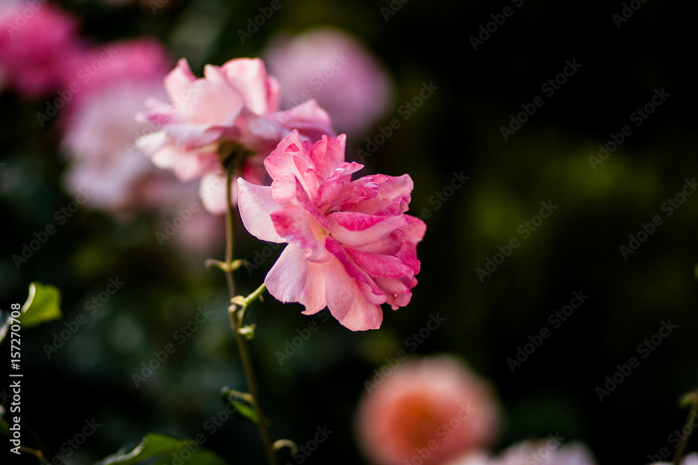 Beautiful roses growing in the garden Beautiful roses growing in the garden