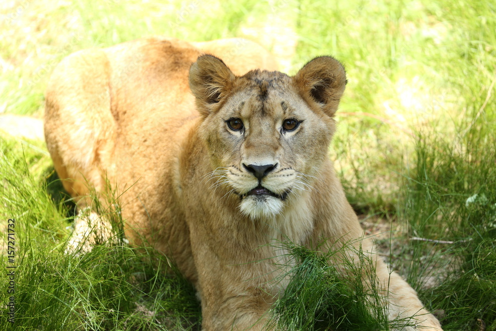 Fototapeta premium ライオン