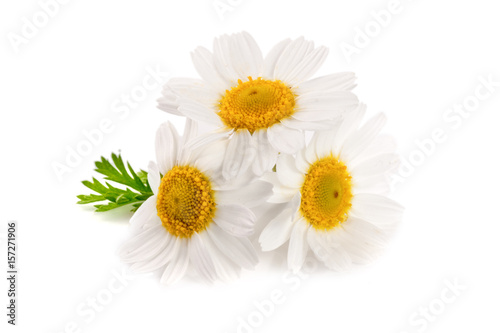 Fototapeta Naklejka Na Ścianę i Meble -  Three chamomile or daisies with leaves isolated on white background