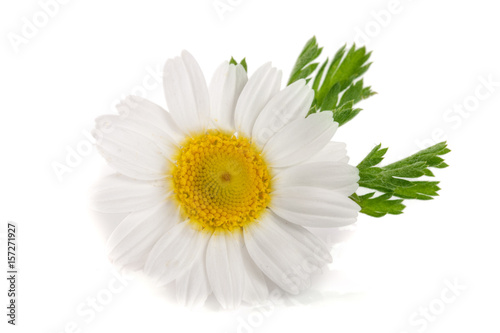 Fototapeta Naklejka Na Ścianę i Meble -  one chamomile or daisies with leaves isolated on white background
