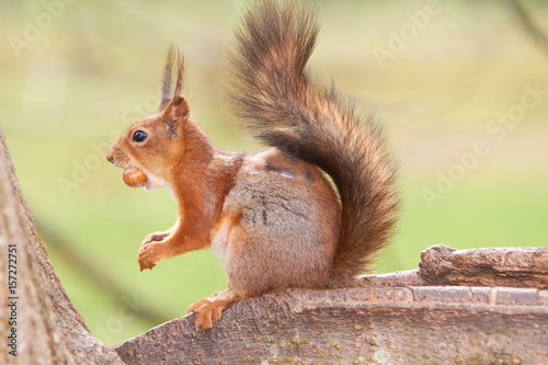 Red squirrel tries to split the nut