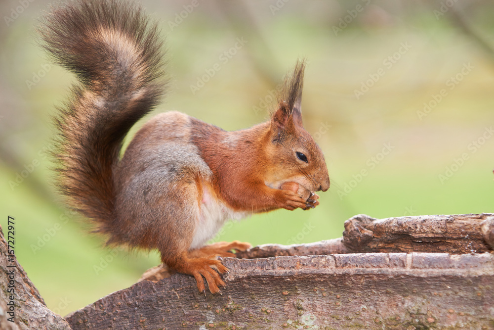 Red squirrel tries to split a nut with her teeth