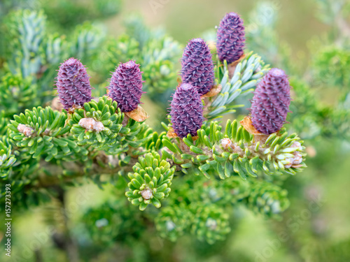 Corean fir - Abies koreana Select. Cones and branches close up. photo