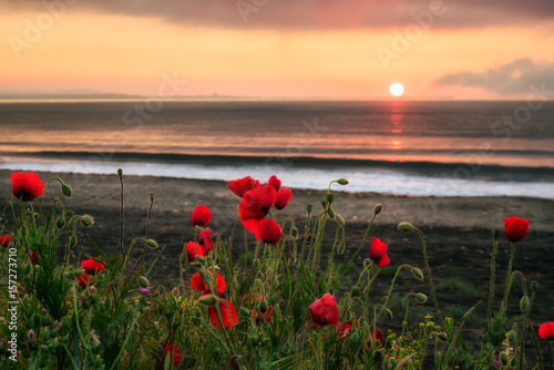 Seascape with poppies Magnificent sunrise view with beautiful poppies on the beach near Bourgas, Bulgaria