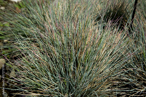 Festuca glauca, commonly known as blue fescue, is a species of flowering plant in the grass family, Poaceae. It is a commonly cultivated evergreen or semi-evergreen herbaceous perennial.