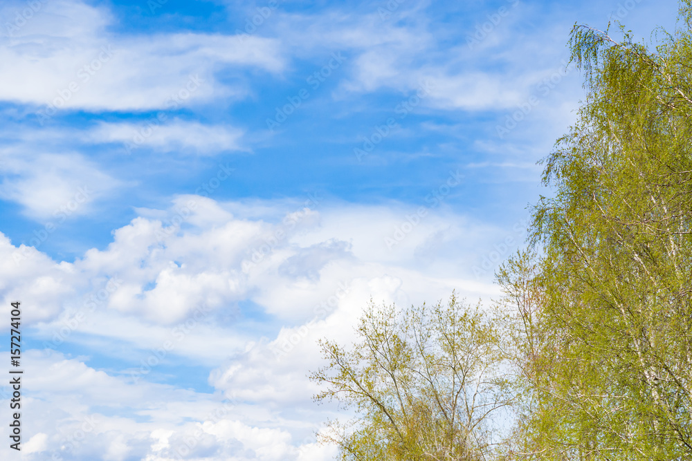 Background of blue sky with clouds in the background and birch with the first budding leaves in the foreground, spring landscape Background of blue sky with clouds in the background and birch with the first budding leaves in the foreground, spring landscape