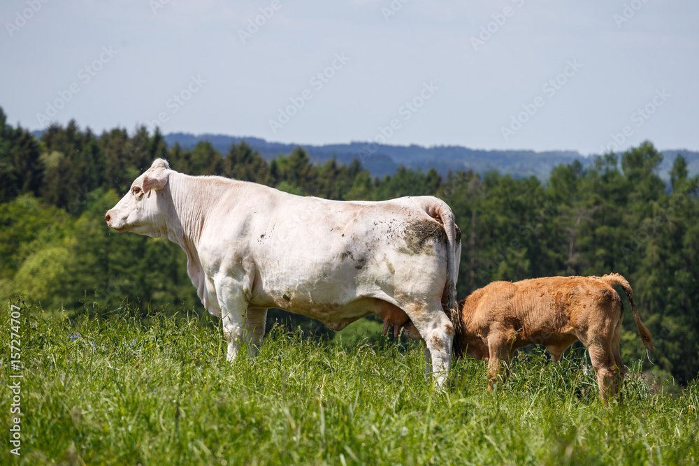 White cow with calf grazing on the pasture