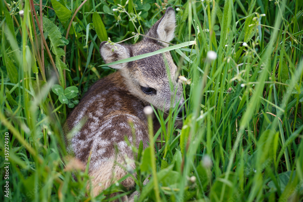 Fototapeta premium Young deer lying on a meadow. Summer fauna and flora