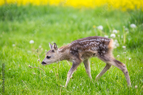 Young fawn standing in grass. Summer fauna and flora. © Gatherina