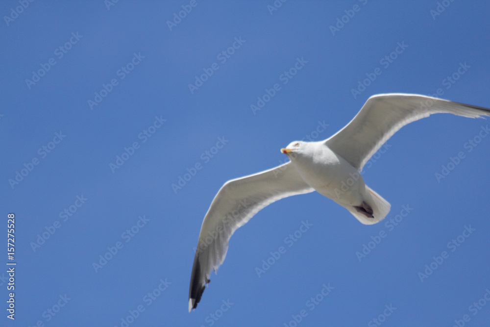 Obraz premium flying gull (Larus argentatus)