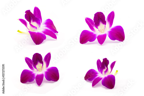 beautiful pink orchid isolate on white background
