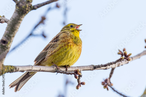 Yellowhammer on a spring tree with buds and flowers. © Garmon