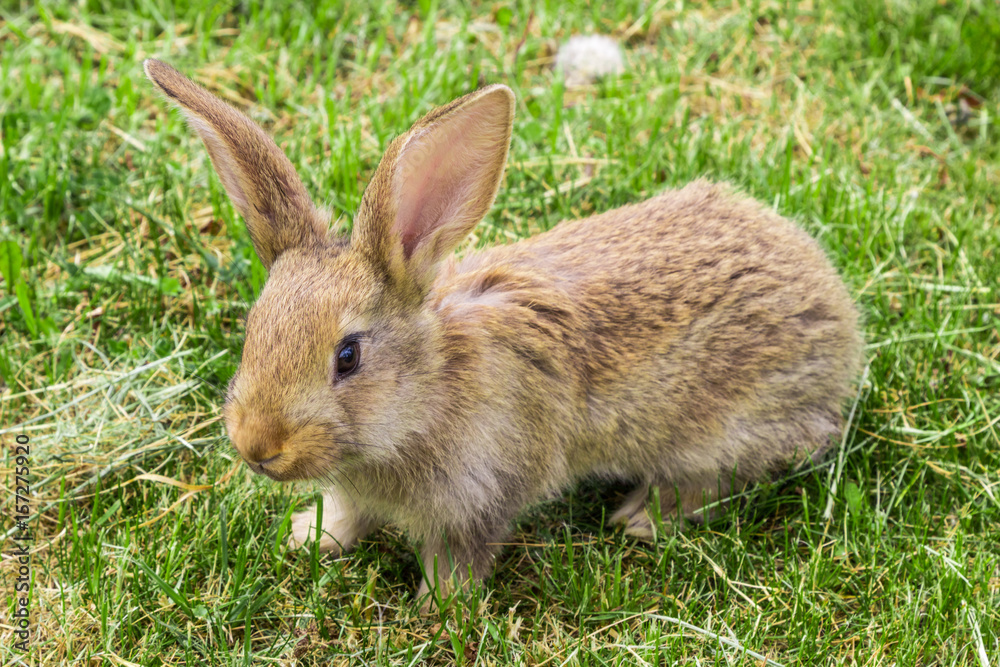 young rabbit with protruding ears on green grass young rabbit with protruding ears on green grass