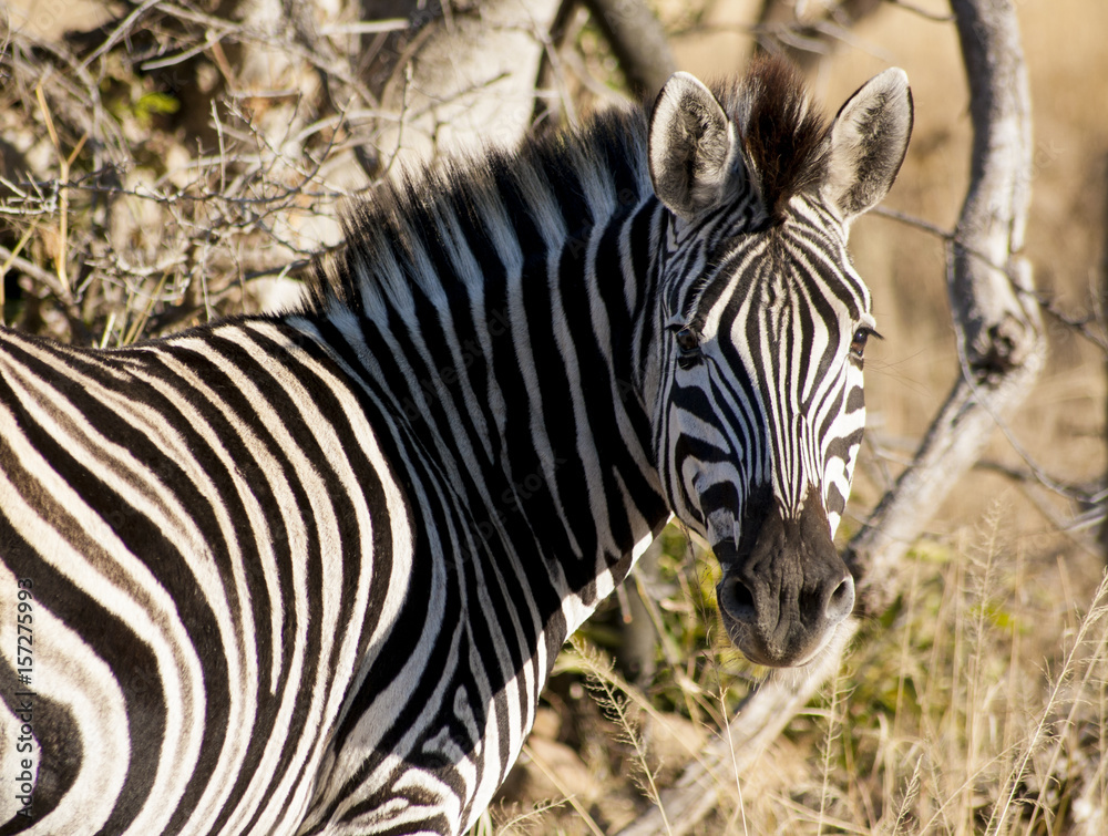 Zebra