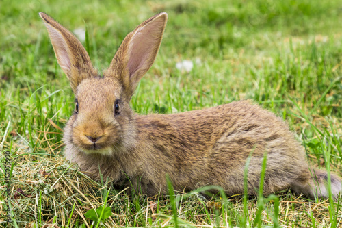 rabbit young with protruding ears