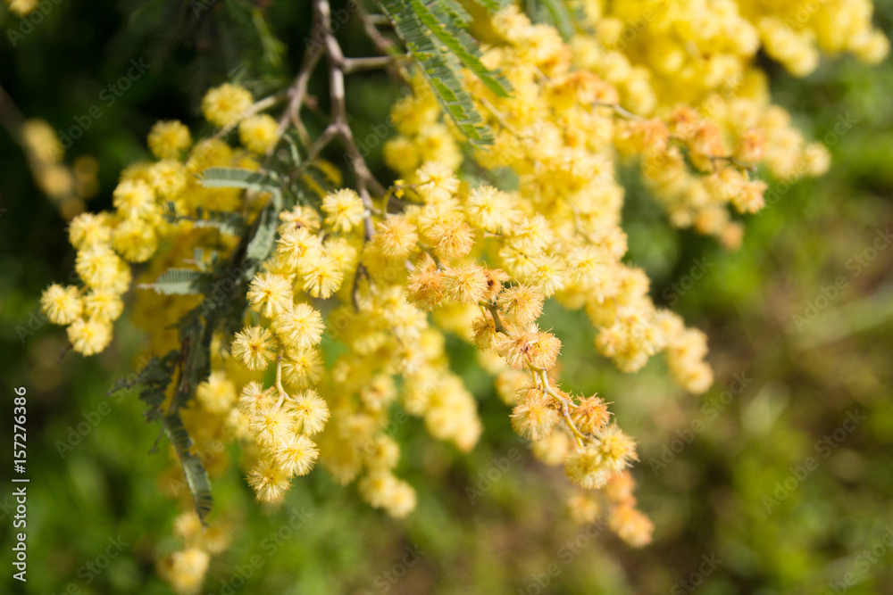 Acacia pycnantha, commonly known as the golden wattle, is a tree of the to Australia Acacia pycnantha, commonly known as the golden wattle, is a tree of the to Australia