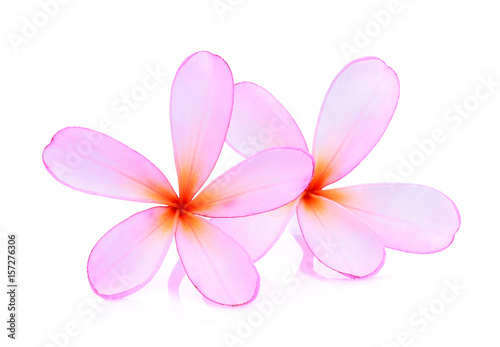 frangipani or plumeria  tropical flowers  isolated on white background