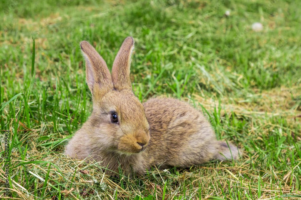 rabbit on green grass rabbit on green grass