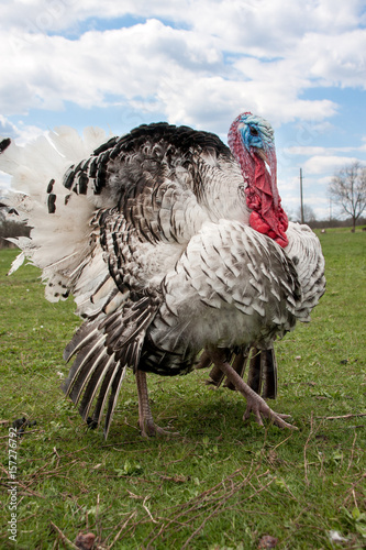 turkey male or gobbler closeup on the blue sky background photo