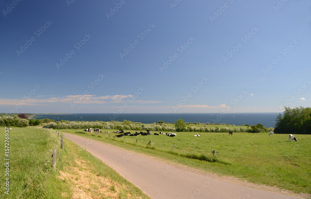 Obraz premium Landscape with grazing cows. The cows are Danish black-and-white cattle.