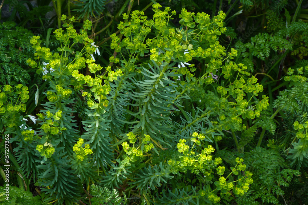 Foto Stock Euforbia cipressina (Euphorbia cyparissias) - piante in fiore |  Adobe Stock