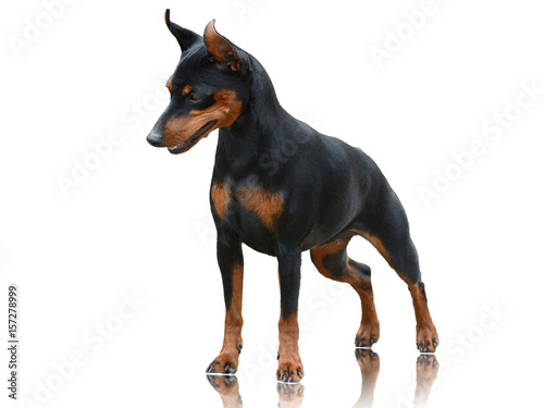 Miniature Pinscher standing isolated on white background