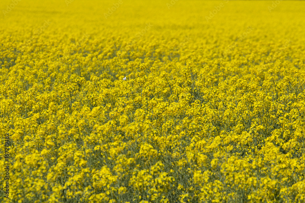 Rapeseed blossoms, Canola field and lighthouse, Melbourne, Australia. Rapeseed blossoms, Canola field and lighthouse, Melbourne, Australia.