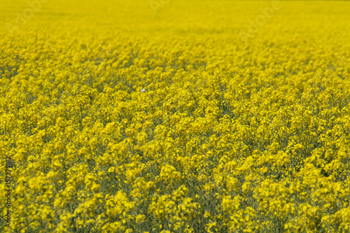 Rapeseed blossoms, Canola field and lighthouse, Melbourne, Australia. © parinya