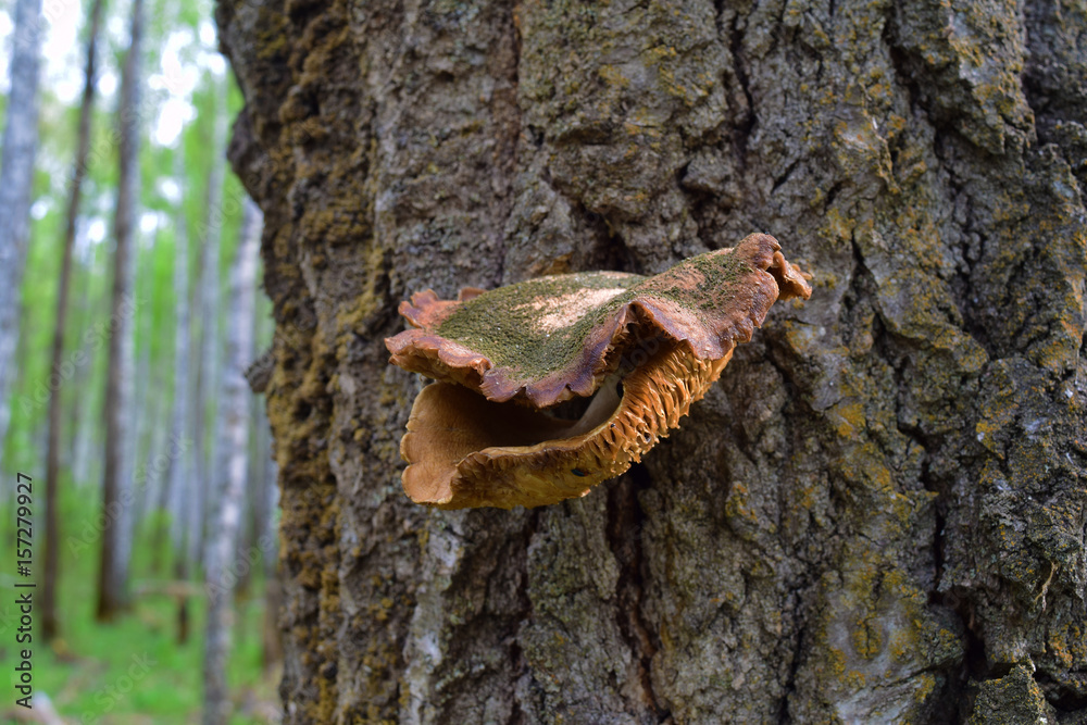 Orange polypore with lichen on birch bark in Siberian taiga forest. Blur background. Orange polypore with lichen on birch bark in Siberian taiga forest. Blur background.