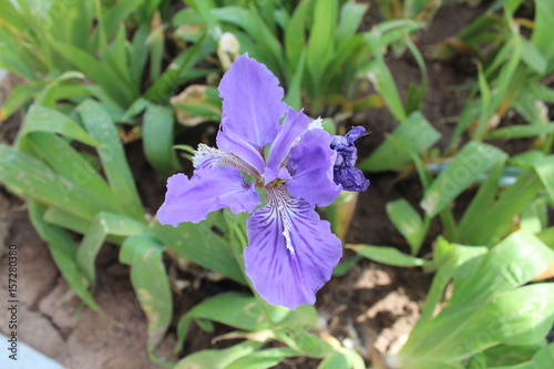 Purple Chinese Iris