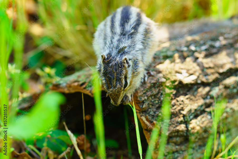 Obraz premium りす物語