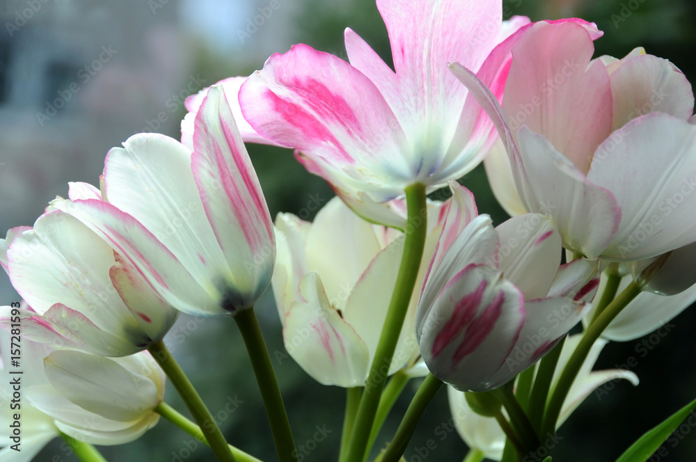Closeup of a bouquet of tender white and pink tulips Closeup of a bouquet of tender white and pink tulips