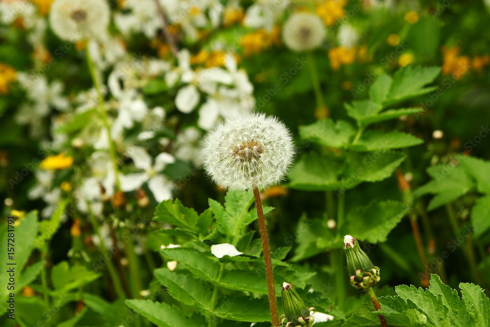Russia, Siberia. The white flower of dandelion in a garden with yellow and white flowers. Russia, Siberia. The white flower of dandelion in a garden with yellow and white flowers.