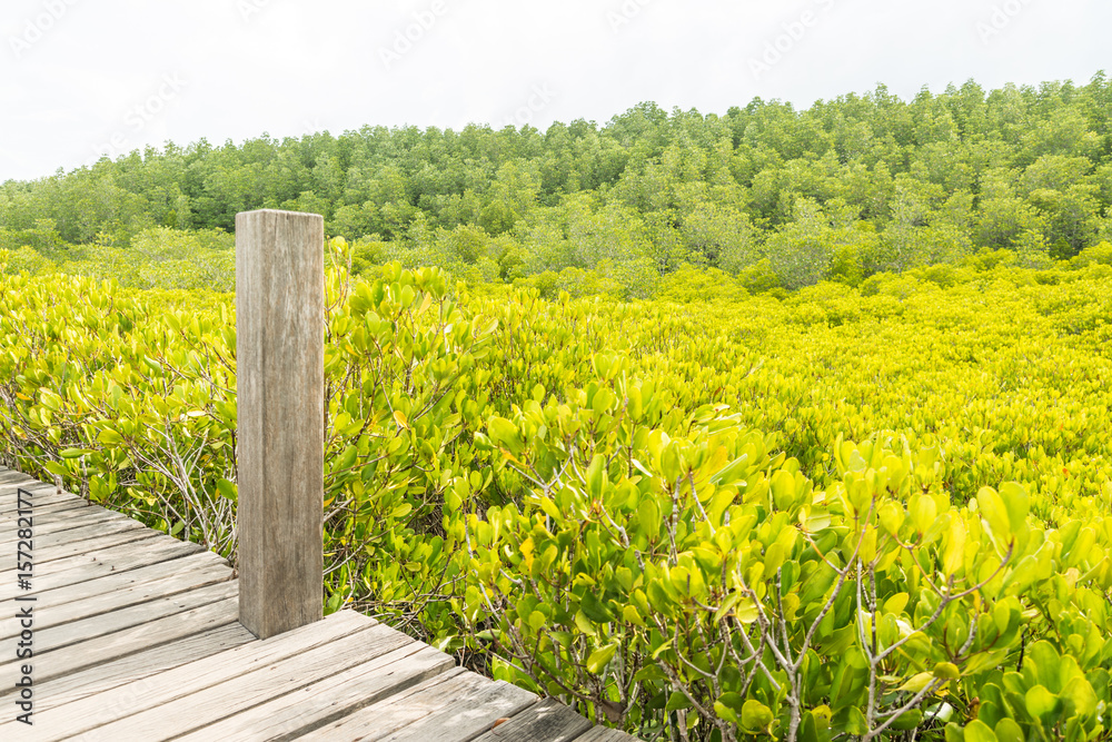 Fototapeta premium Mangrove forest