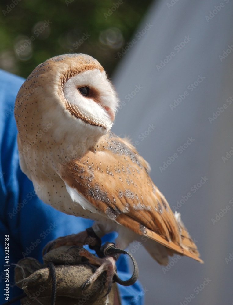 Naklejka premium Barn owl