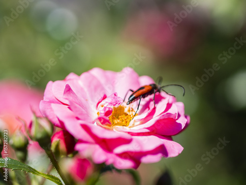 Longhorn beetle , flying and stingking on pink fucsia flower photo