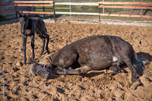  A horse with a foal is playing in the sand