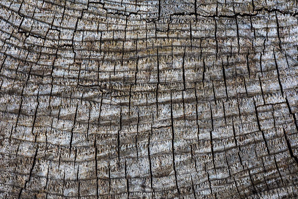 Fototapeta premium Background the cracks in the wood.