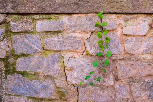 The stone wall and stem of ivy sprouted from its crack.