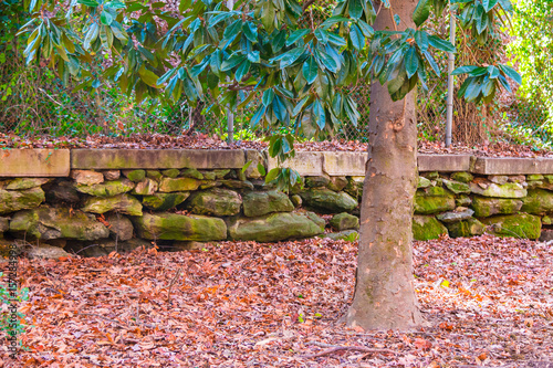 The magnolia tree, the stone wall and dry leaves in autumn park. photo