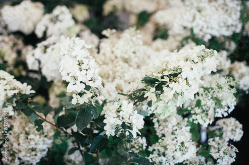 Close-up of rich white flowers on the trees photo