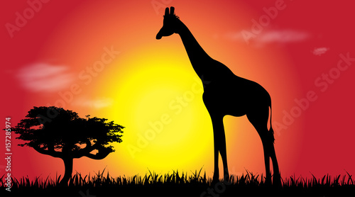 Vector silhouette of giraffe at savana.
