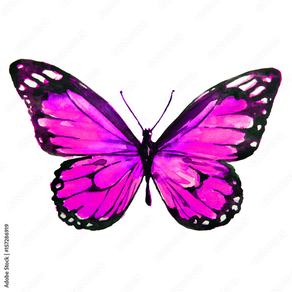 Obraz premium beautiful pink butterfly,watercolor,isolated on a white