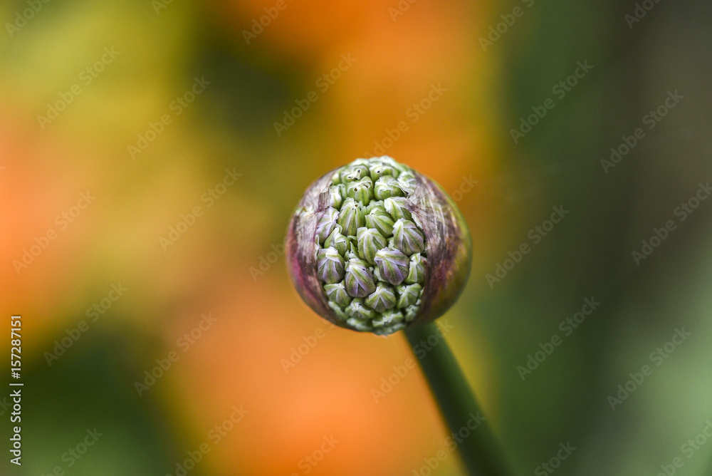 Head of growing wild alium flower in garden, spring time.
