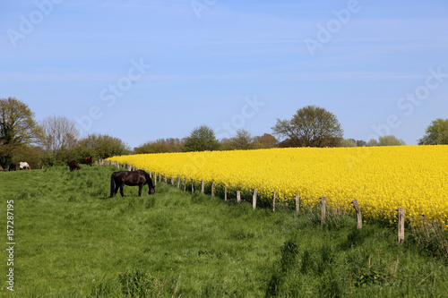 schwarze Pferde auf der Weide neben Rapsfeld © fotofox33