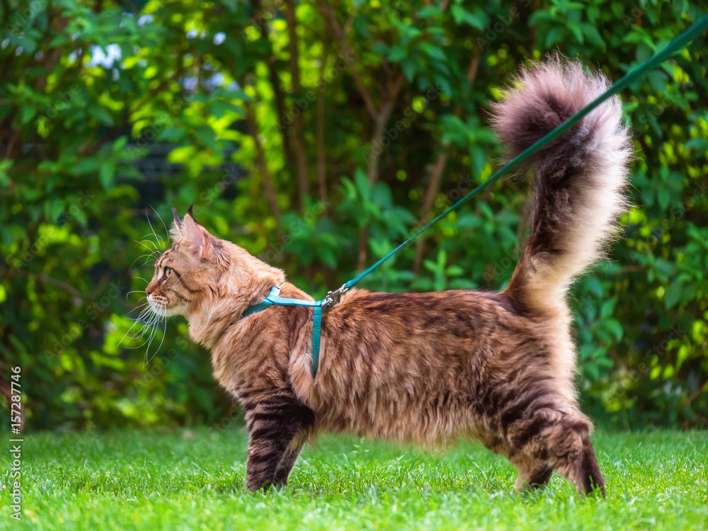 Fototapeta premium Czarny pręgowany kot rasy maine coon ze smyczą wędrujący po podwórku. Młody ładny kot mężczyzna ubrany w uprząż iść na trawnik mając podniesiony ogon. Zwierzęta domowe chodzą przygody na świeżym powietrzu na zielonej trawie w parku.