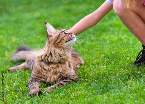 Fototapeta Naklejka Na Ścianę i Meble -  Child female hand caressing young cat. Black tabby Maine Coon big kitten enjoying a pat, relaxing on green grass in garden. Walking outdoor adventure. 