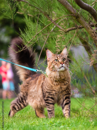 Fototapeta Naklejka Na Ścianę i Meble -  Black tabby Maine Coon cat with leash wandering in backyard. Young cute male cat wearing a harness go on lawn having lifted tail. Pets walking outdoor adventure on green grass in park. 