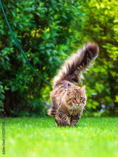 Obraz na plátně Black tabby Maine Coon cat with leash wandering in backyard