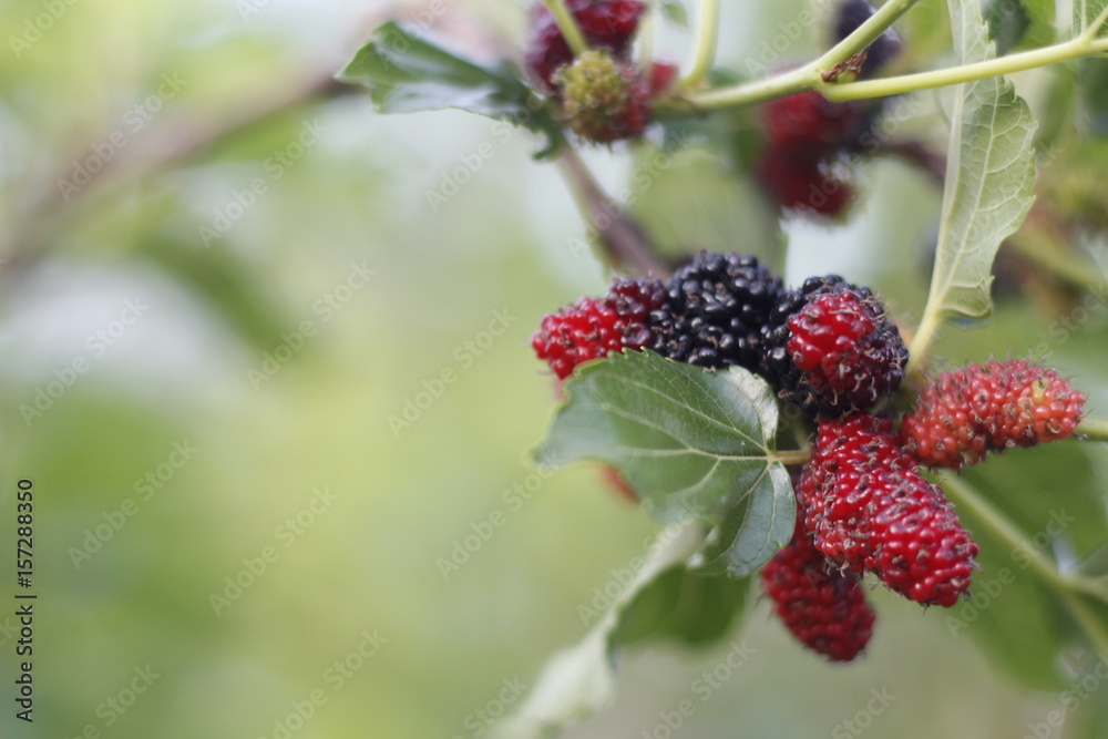 Mulberry Mulberry